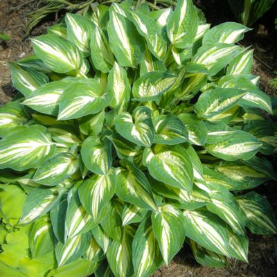 Hosta 'Tongue of Flame'